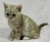 スコティッシュフォールド(立ち耳)【大阪府・男の子・2024年12月29日・カメオタビー】の写真6