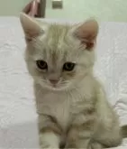 スコティッシュフォールド(立ち耳)【大阪府・男の子・2024年12月29日・カメオタビー】の写真7