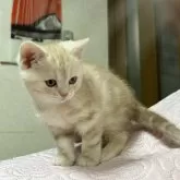 スコティッシュフォールド(立ち耳)【大阪府・男の子・2024年12月29日・カメオタビー】の写真8