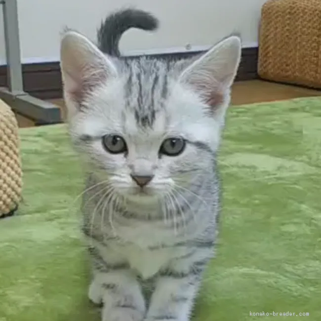 ID:2102-00424の子猫