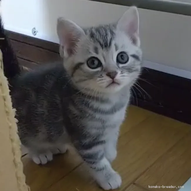 ID:2102-00423の子猫