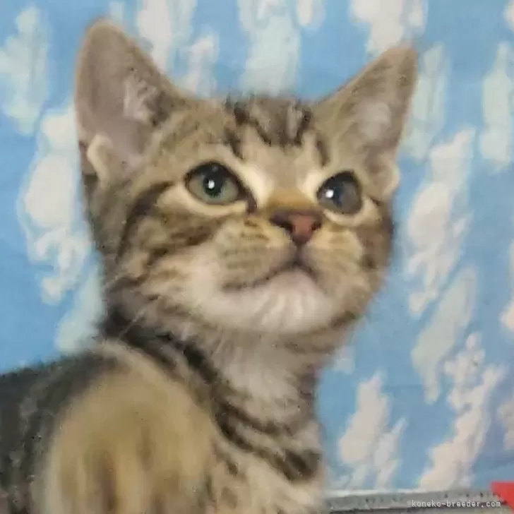 ID:2404-00733の子猫