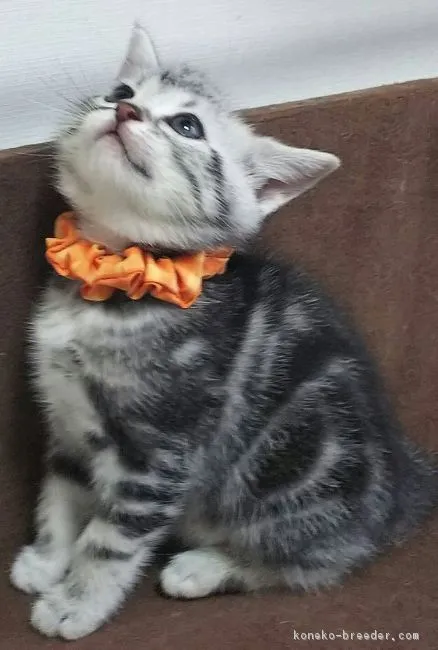 K 様のお迎えした子猫