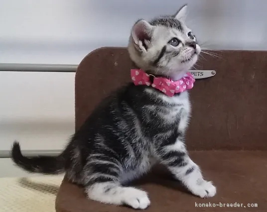 ショウ 様のお迎えした子猫