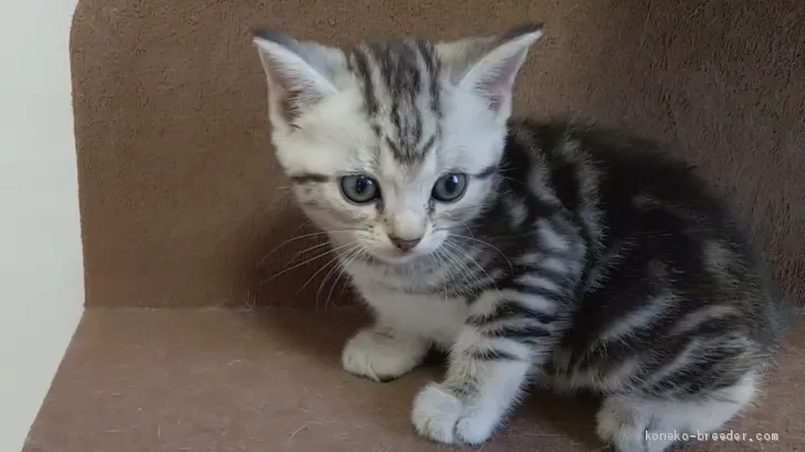 ID：2008-01253の子猫