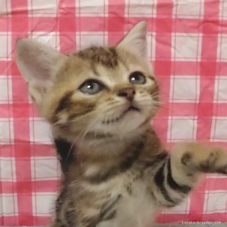 ID：2309-02568の子猫