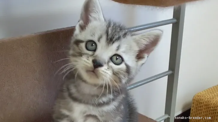 ID：2008-01061の子猫