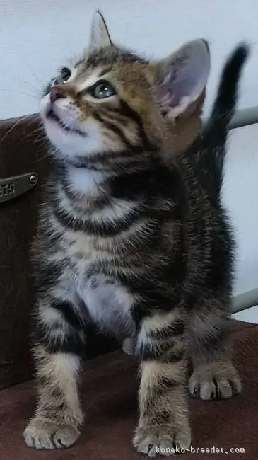 みんと 様のお迎えした子猫