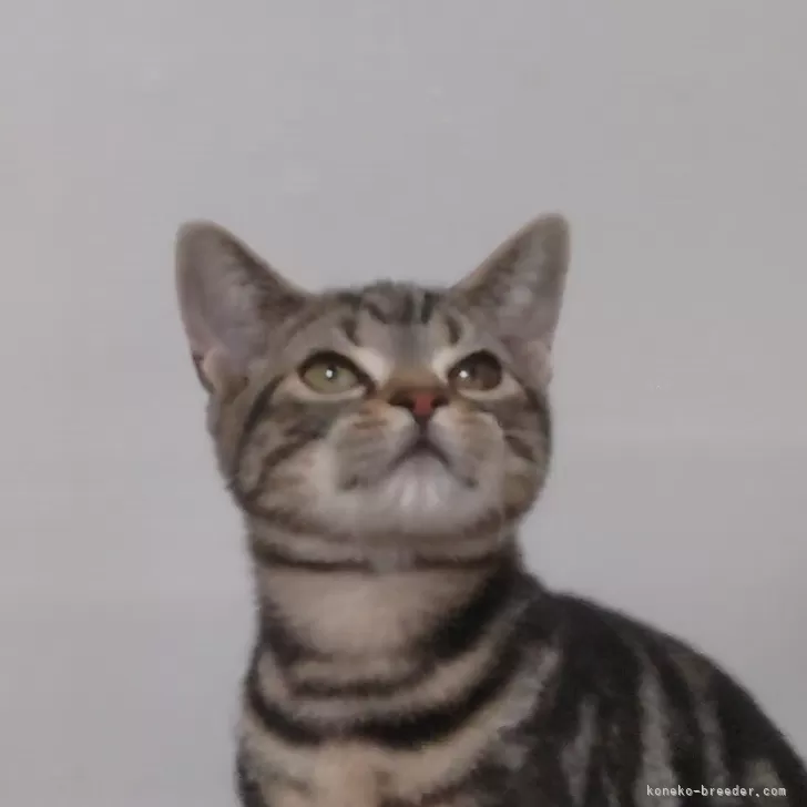 たからずかのおとこ 様のお迎えした子猫