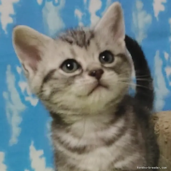 ID：2302-00344の子猫