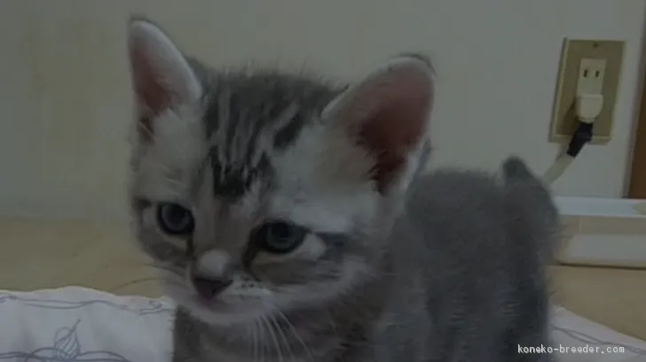 ID：2005-01149の子猫