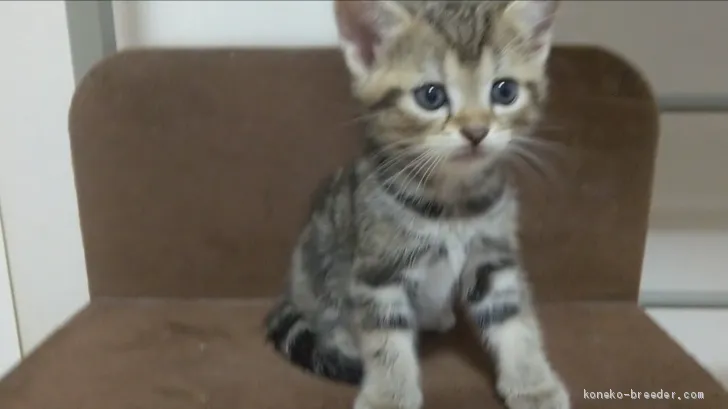 ID：1907-00879の子猫