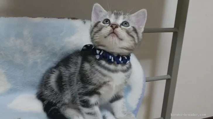 ID：1907-00884の子猫