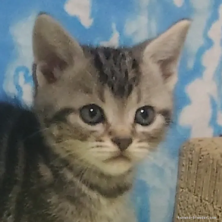 ID：2210-01589の子猫