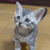 アメリカンショートヘア【三重県・女の子・2020年11月12日・ブルーシルバータビー】の写真1「１２月２６日に撮影しました。」