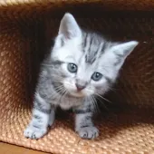 アメリカンショートヘア【三重県・男の子・2021年4月10日・シルバータビー】の写真5「５月１８日に撮影しました。」