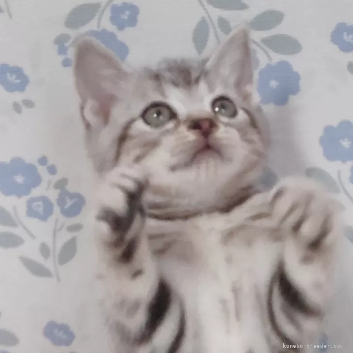 ID：2506-00823の子猫