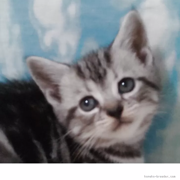 ID：2508-00239の子猫