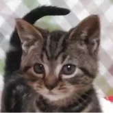 アメリカンショートヘア