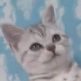 アメリカンショートヘア