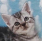 アメリカンショートヘア