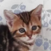 アメリカンショートヘア