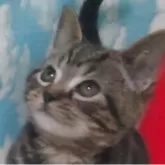 アメリカンショートヘア【三重県・男の子・2025年9月6日・ブラウンタビー】の写真2