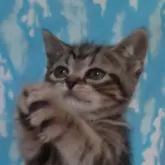 アメリカンショートヘア【三重県・女の子・2024年11月12日・ブラウンタビー】の写真2