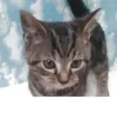 アメリカンショートヘア【三重県・男の子・2025年9月6日・ブラウンタビー】の写真4