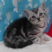 アメリカンショートヘア【三重県・男の子・2024年11月12日・シルバータビー】の写真4