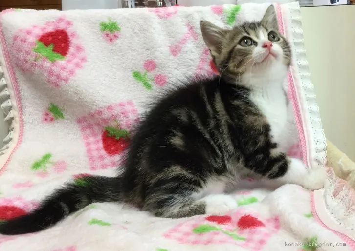 ID:1608-00403の子猫