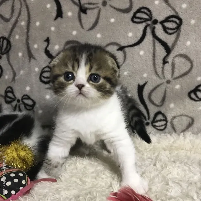 ID:2206-00612の子猫
