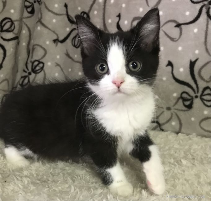 下田麻美ブリーダーの評価一覧(口コミ・評判)【全猫種】|みんなの子猫