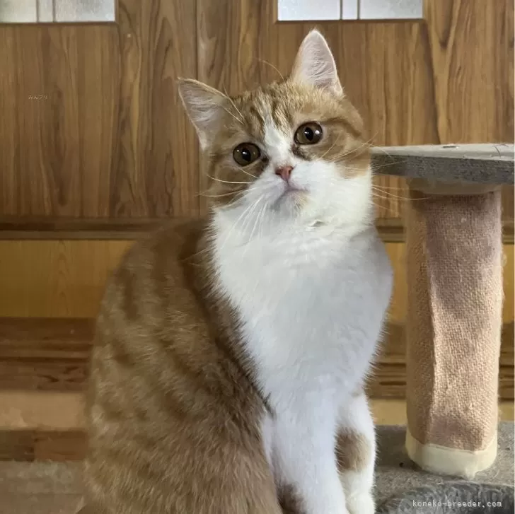 ID：2309-00602の子猫