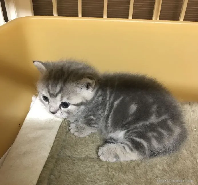 ID:2109-02302の子猫