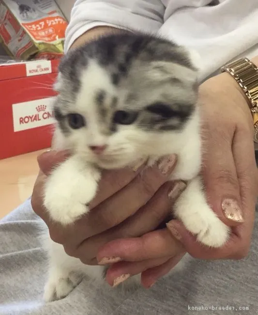 ID:1608-00406の子猫