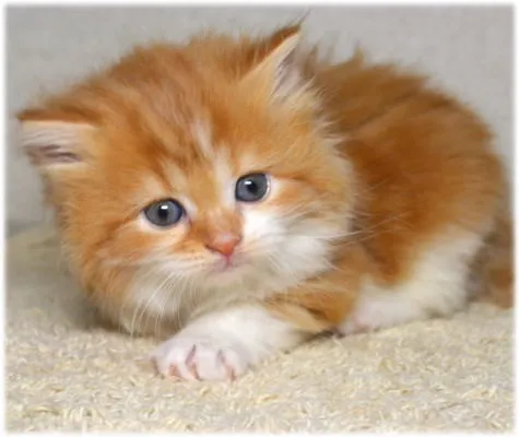 ID:1401-00111の子猫