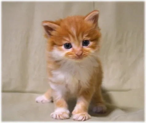 ID:1311-00211の子猫