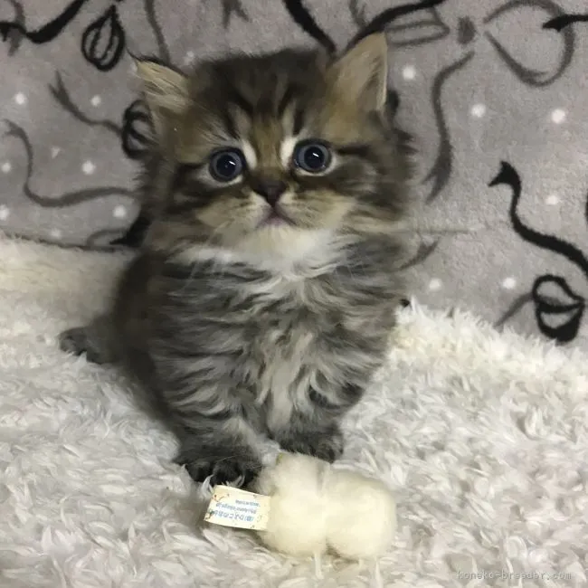 ID:2206-00610の子猫