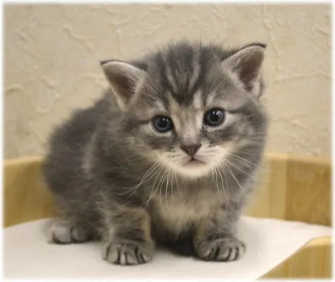 ID：1312-00194の子猫