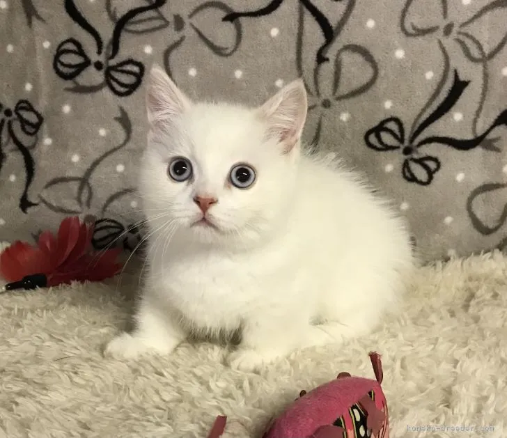 ID：2111-01114の子猫