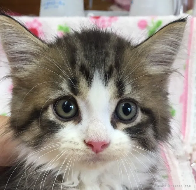 ID:1608-00417の子猫