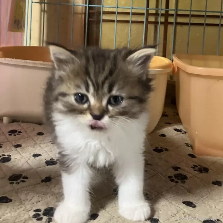 ID：2407-02293の子猫