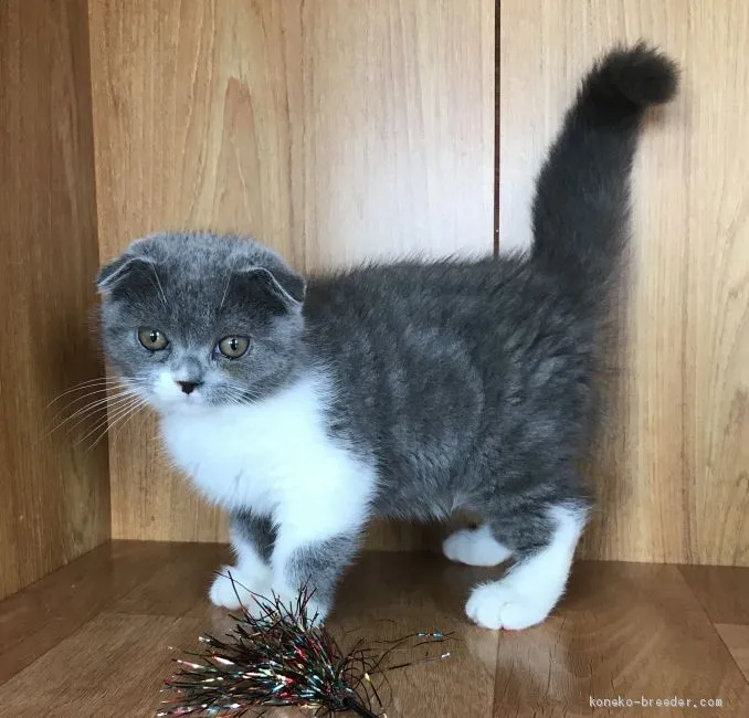 ID:1908-00523の子猫