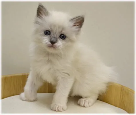ID：1404-00225の子猫