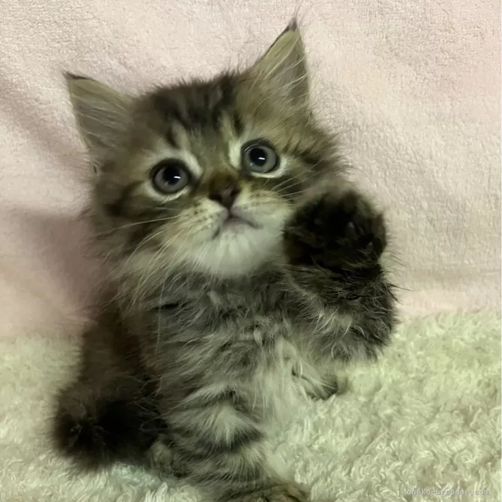 ミヌエット(短足)【和歌山県・男の子・2024年5月20日・ブラウンマッカレルタビー】の写真1