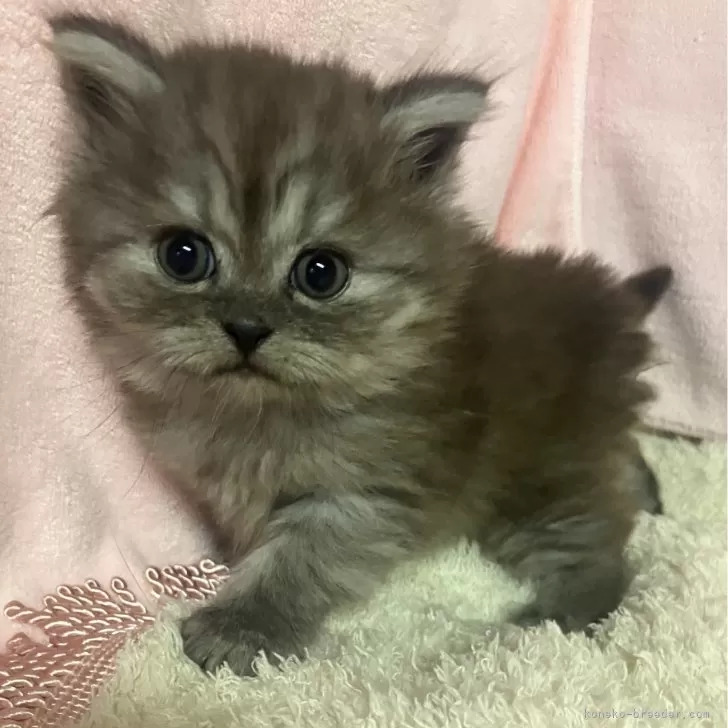 ID:2405-01584の子猫