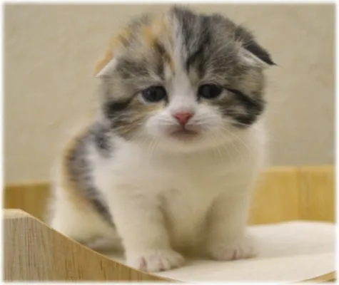 ID：1403-00040の子猫