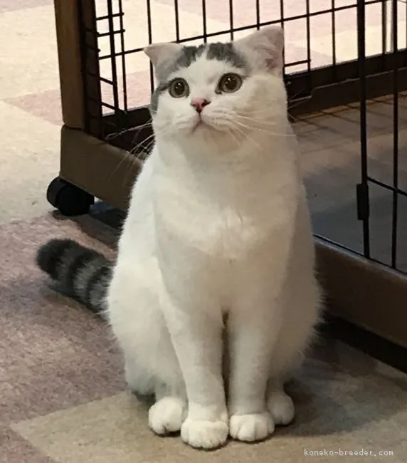 ID：1705-00389の子猫