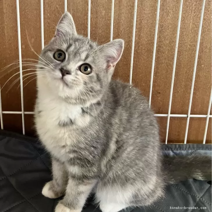 ID：2409-03081の子猫